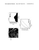 SYSTEM AND METHOD FOR INTRAOPERATIVE DETECTION OF CANCER MARGINS USING     CONFORMAL FILTERS IN A DUAL POLARIZATION CONFIGURATION diagram and image