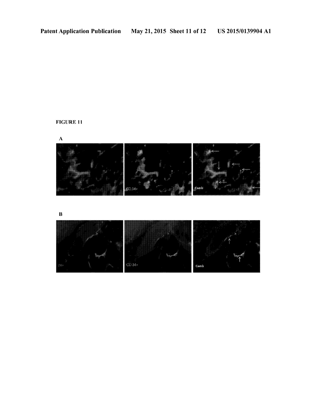 Dendrimer Conjugates for Coating Cells - diagram, schematic, and image 12