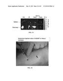 MICROSPHERE-BASED DELIVERY AND EX VIVO MANIPULATION OF DENDRITIC CELLS FOR     AUTOIMMUNE THERAPIES diagram and image