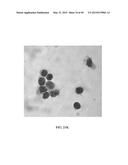 MICROSPHERE-BASED DELIVERY AND EX VIVO MANIPULATION OF DENDRITIC CELLS FOR     AUTOIMMUNE THERAPIES diagram and image