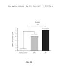 MICROSPHERE-BASED DELIVERY AND EX VIVO MANIPULATION OF DENDRITIC CELLS FOR     AUTOIMMUNE THERAPIES diagram and image