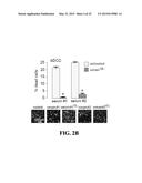 ENZYMATIC MODIFICATION OF ANTI-AQP4 AUTOANTIBODY FOR MODULATING     NEUROMYELITIS OPTICA diagram and image