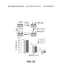 ENZYMATIC MODIFICATION OF ANTI-AQP4 AUTOANTIBODY FOR MODULATING     NEUROMYELITIS OPTICA diagram and image