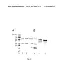 USE OF MONOCLONAL ANTIBODIES SPECIFIC TO THE O-ACETYLATED FORM OF GD2     GANGLIOSIDE FOR THE TREATMENT OF CERTAIN CANCERS diagram and image