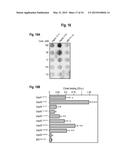 INTERACTION OF MORAXELLA CATARRHALIS WITH EPITHELIAL CELLS, EXTRACELLULAR     MATRIX PROTEINS AND THE COMPLEMENT SYSTEM diagram and image