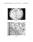 COMPOSITION AND METHOD OF PREPARATION OF BONE ALLOGRAFT FROM ENDOSTEAL     PORTION OF BONE AND ISOLATED BONE PERIOSTEUM diagram and image