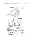 METHOD FOR DETECTING INJURY TO THE BRAIN diagram and image