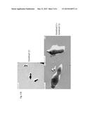 COMPOSITION FOR USE IN MYCOBACTERIA DIAGNOSIS diagram and image