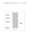 METHOD FOR PRODUCING HORSERADISH PEROXIDASE RECOMBINANT PROTEIN USING     FILAMENTOUS FUNGUS diagram and image