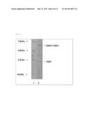 METHOD FOR PRODUCING HORSERADISH PEROXIDASE RECOMBINANT PROTEIN USING     FILAMENTOUS FUNGUS diagram and image