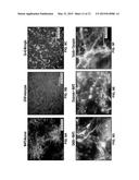 MICROFLUIDIC DEVICE FOR GENERATING NEURAL CELLS TO SIMULATE POST-STROKE     CONDITIONS diagram and image