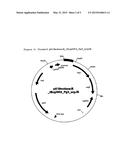 VARIANTS OF THE PROMOTER OF THE GAP GENE CODING FOR     GLYCERALDEHYDE-3-PHOSPHATE DEHYDROGENASE diagram and image