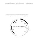 VARIANTS OF THE PROMOTER OF THE GAP GENE CODING FOR     GLYCERALDEHYDE-3-PHOSPHATE DEHYDROGENASE diagram and image