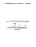 POLYNUCLEOTIDES ENCODING MUTANT HYDROLASE PROTEINS WITH ENHANCED KINETICS     AND FUNCTIONAL EXPRESSION diagram and image