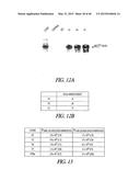 POLYNUCLEOTIDES ENCODING MUTANT HYDROLASE PROTEINS WITH ENHANCED KINETICS     AND FUNCTIONAL EXPRESSION diagram and image