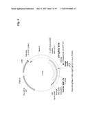 METHOD FOR PRODUCING SOLUBLE FcR AS Fc-FUSION WITH INERT IMMUNOGLOBULIN     Fc-REGION AND USES THEREOF diagram and image