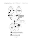 STABLE PEPTIDE-BASED FURIN INHIBITORS diagram and image