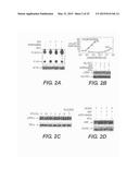 COMPOSITIONS INCLUDING TRICIRIBINE AND BORTEZOMIB AND DERIVATIVES THEREOF     AND METHODS OF USE THEREOF diagram and image