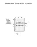 Inhibitors of Human EZH2, and Methods of Use Thereof diagram and image