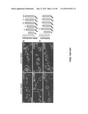 Methods And Compositions Comprising A Drosophila Model Of Amyotrophic     Lateral Sclerosis diagram and image