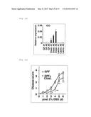 COMPOSITION FOR INDUCING PROLIFERATION OR ACCUMULATION OF REGULATORY T     CELLS diagram and image