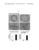 Biomass Production Increasing Gene And Transgenic Plant Using Same diagram and image