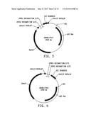 Universal Donor System For Gene Targeting diagram and image