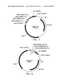 Universal Donor System For Gene Targeting diagram and image