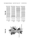 CANINIZED ANTI-NGF ANTIBODIES AND METHODS THEREOF diagram and image