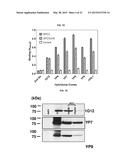 HIGH-AFFINITY MONOCLONAL ANTIBODIES TO GLYPICAN-3 AND USE THEREOF diagram and image