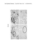 HIGH-AFFINITY MONOCLONAL ANTIBODIES TO GLYPICAN-3 AND USE THEREOF diagram and image