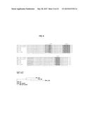 HIGH-AFFINITY MONOCLONAL ANTIBODIES TO GLYPICAN-3 AND USE THEREOF diagram and image