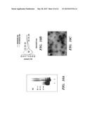 IMMUNOTHERAPY TARGETING OF THE SHARED ABNORMAL CONFORMATIONAL STATE OF     AMYLOIDOGENIC PEPTIDES/PROTEINS diagram and image