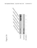 BAG3 AS BIOCHEMICAL SERUM AND TISSUE MARKER diagram and image