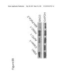 BAG3 AS BIOCHEMICAL SERUM AND TISSUE MARKER diagram and image