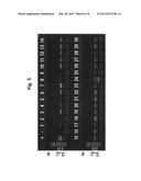 LIGHT-INDUCIBLE PROMOTER AND GENE EXPRESSION SYSTEM CONTAINING SAME diagram and image