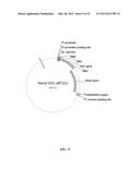 Recombinant Non-Animal Cell for Making Biliverdin diagram and image