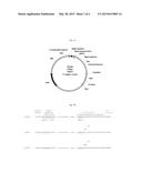 Vectors, Host Cells, and Methods of Production and Uses diagram and image