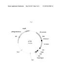 Vectors, Host Cells, and Methods of Production and Uses diagram and image