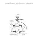 PREPHENATE DEHYDROGENASES AND AROGENATE DEHYDROGENASES THAT ARE     INSENSITIVE TO EFFECTOR FEEDBACK INHIBITION AND METHODS OF USING THE SAME diagram and image