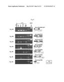 PREPHENATE DEHYDROGENASES AND AROGENATE DEHYDROGENASES THAT ARE     INSENSITIVE TO EFFECTOR FEEDBACK INHIBITION AND METHODS OF USING THE SAME diagram and image