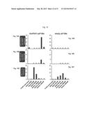 PREPHENATE DEHYDROGENASES AND AROGENATE DEHYDROGENASES THAT ARE     INSENSITIVE TO EFFECTOR FEEDBACK INHIBITION AND METHODS OF USING THE SAME diagram and image