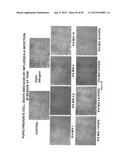 Surfactant Lipids, Compositions Thereof, and Uses Thereof diagram and image