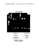 METHODS AND COMPOSITIONS FOR SEAMLESS CLONING OF NUCLEIC ACID MOLECULES diagram and image