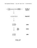 METHODS AND COMPOSITIONS FOR SEAMLESS CLONING OF NUCLEIC ACID MOLECULES diagram and image