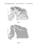 Method for Quantifying Immune Cells in Tumoral Tissues and its     Applications diagram and image