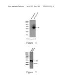 PEPTIDE AND ANTIBODY LIBRARIES AND USES THEREOF diagram and image