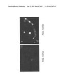 Compounds that Enhance Atoh1 Expression diagram and image