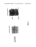 NOVEL METHODS OF CONSTRUCTING LIBRARIES COMPRISING DISPLAYED AND/OR     EXPRESSED MEMBERS OF A DIVERSE FAMILY OF PEPTIDES, POLYPEPTIDES OR     PROTEINS AND THE NOVEL LIBRARIES diagram and image