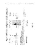 NOVEL METHODS OF CONSTRUCTING LIBRARIES COMPRISING DISPLAYED AND/OR     EXPRESSED MEMBERS OF A DIVERSE FAMILY OF PEPTIDES, POLYPEPTIDES OR     PROTEINS AND THE NOVEL LIBRARIES diagram and image